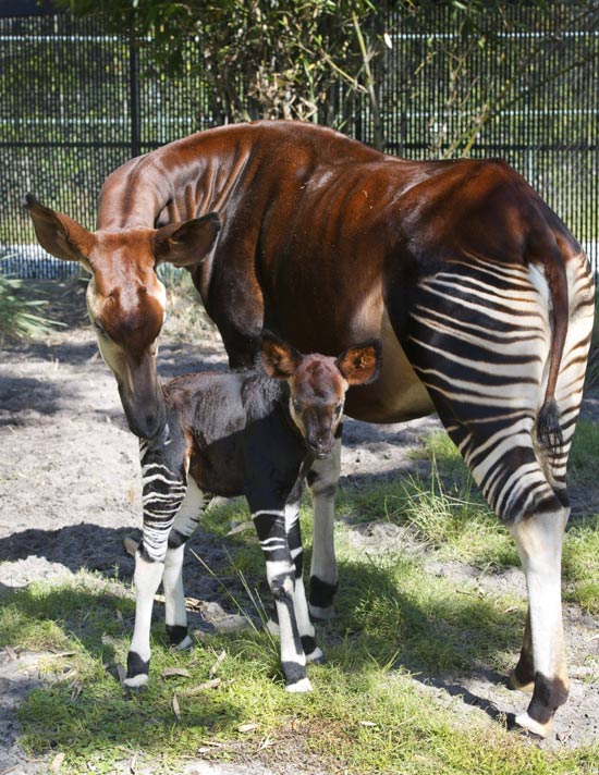 Baby Okapi Born 10/1/2011 at Animal Kingdom Lodge